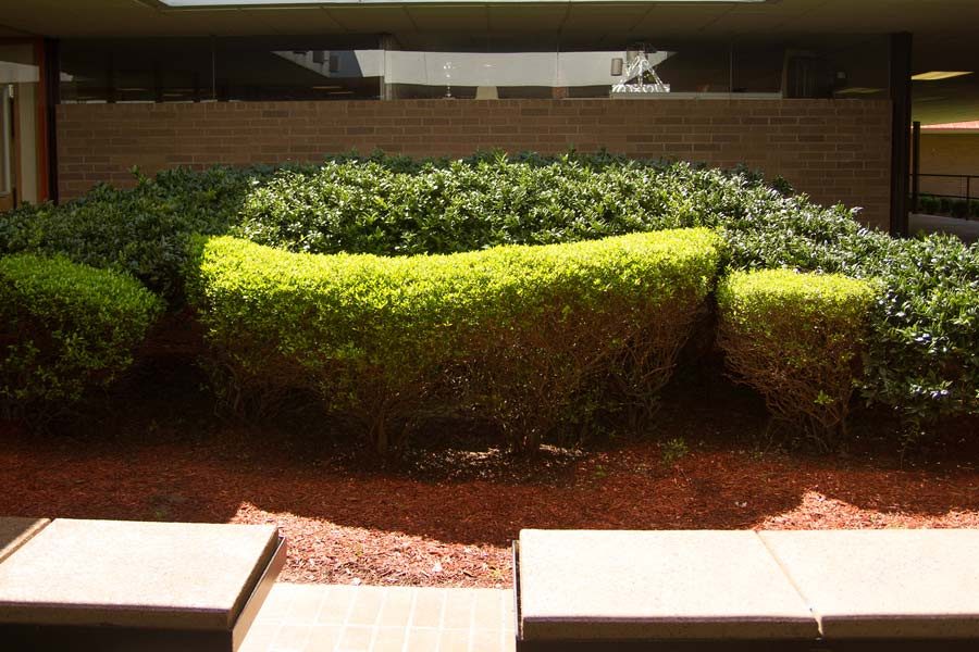 The removal of the bushes in the courtyard is part of an ongoing project by administration to beautify the campus.