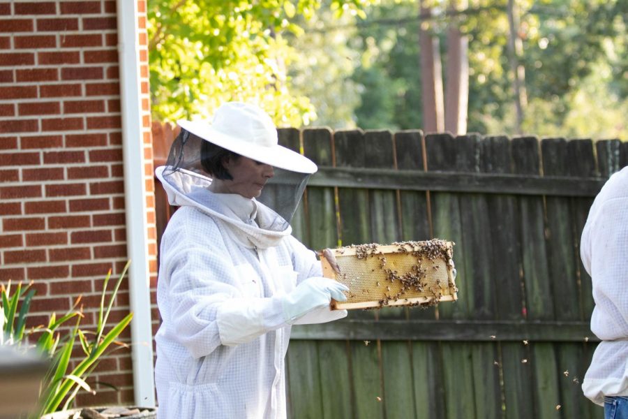 Bee keeper Rebecca Potter examines a honeycomb. Many bee keepers have worked to restore bee populations.