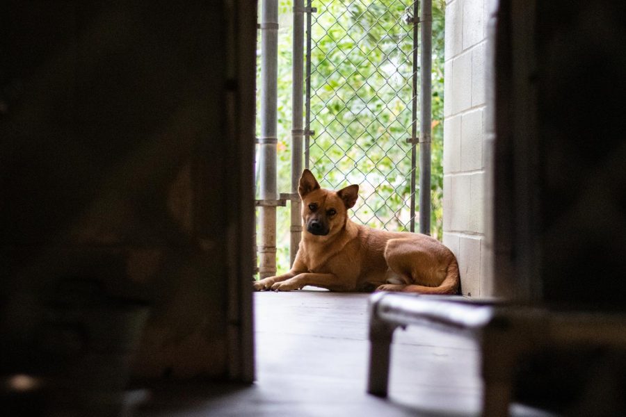 Dog sits in isolation waiting  to be adopted at the Texarkana Animal Shelter. Only dogs with good temperament can be moved to the adoption floor of the shelter.