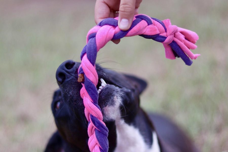 A pet owner plays with her adopted dog using a homemade toy. This year, approximately 1.5 million dogs were euthanized.