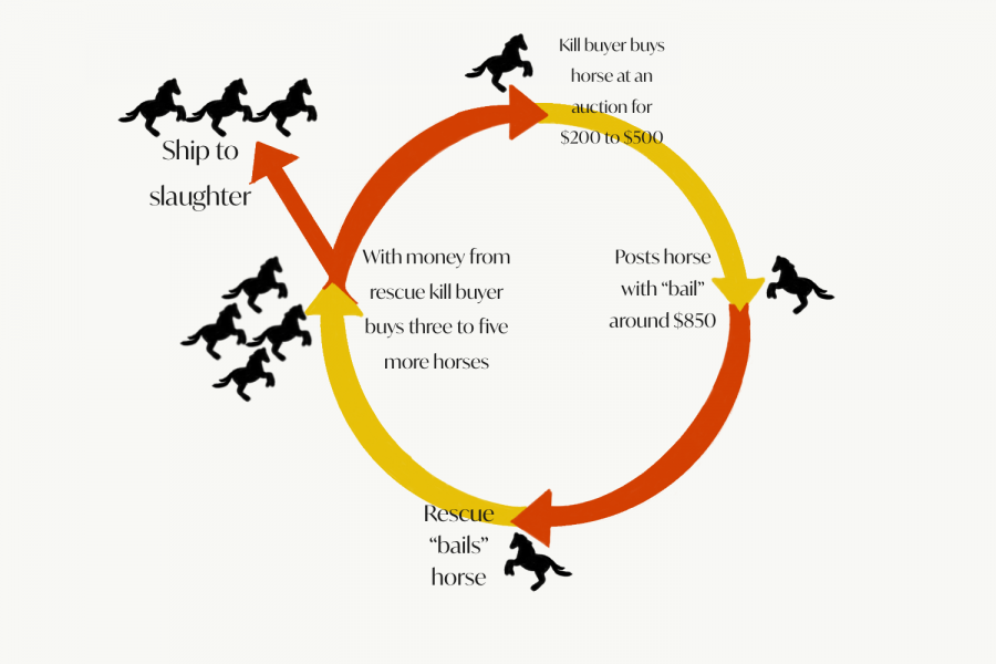 The+unending+circle+of+buying+or+rescuing+kill+pen+horses.+