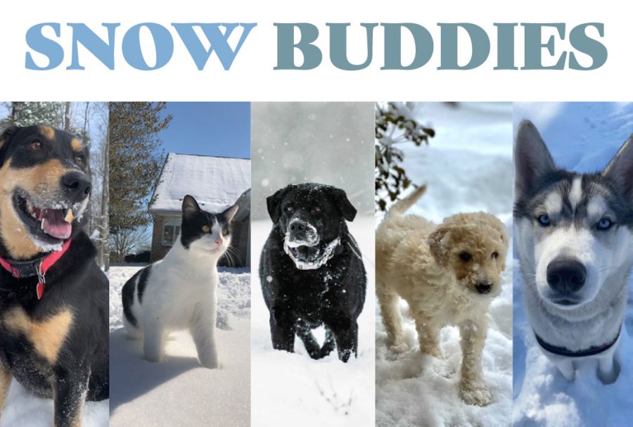 submitted+photos.+While+the+snow+trapped+students+inside%2C+their+furry+friends+couldnt+resist+playing+in+the+snow.