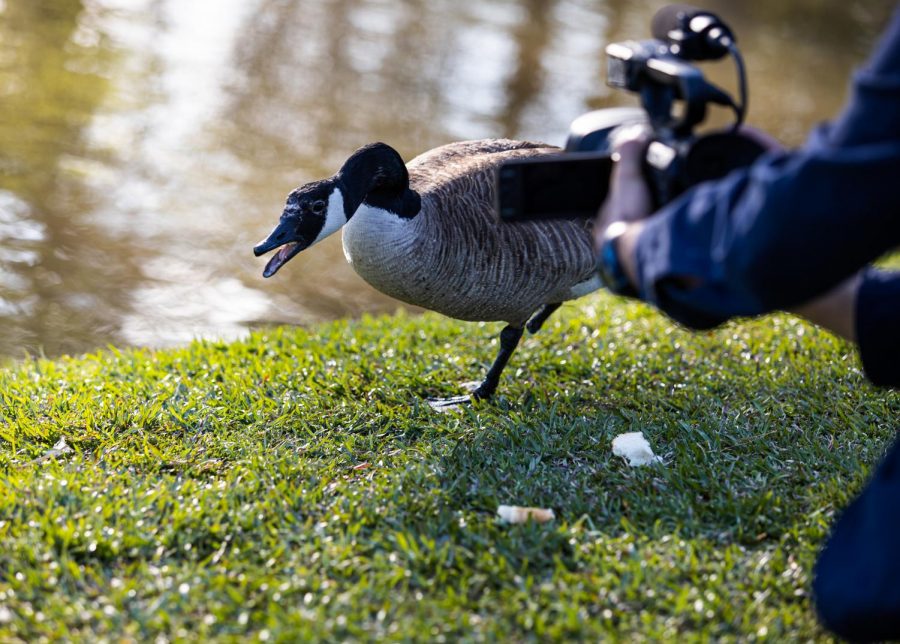 PAC pond goose Watson had many opinions to share once he was approached for an interview.