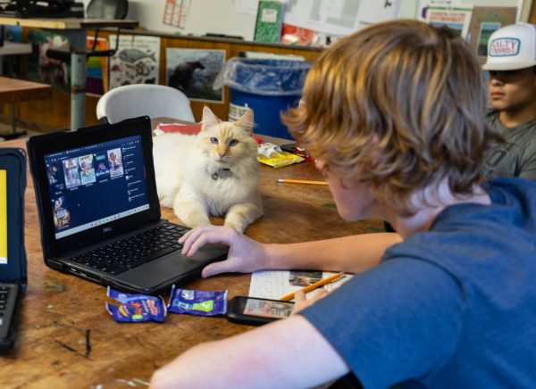 Classroom cat, Farmer, lays on desk as an agriculture student works quietly on his Chromebook. The cats help teach students responsibility and overcome fears of domesticated animals. 